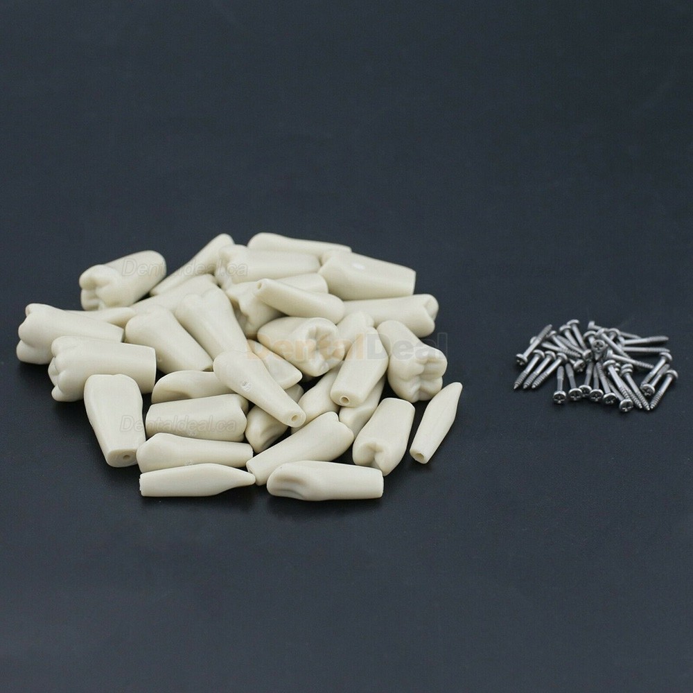 Dental Typodont M8023 32Pcs Replacement Teeth Fit Columbia 860